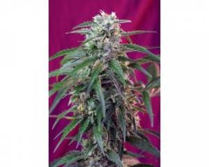 Green Poison Auto (Sweet Seeds) feminized