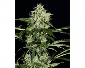 Northern Light Autoflowering (Greenhouse) feminized