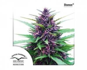 Shaman (Dutch Passion) feminized