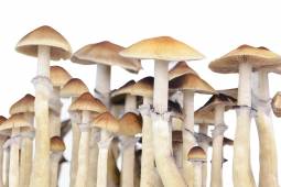 100% MYCELIUM Pes Amazonian - Mushroom growkit 1200cc