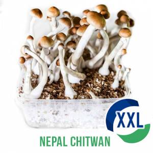 Nepal Chitwan XL Mycelium box - 2100 ML