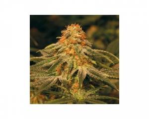 Vanilla Kush (Barney's Farm) feminized
