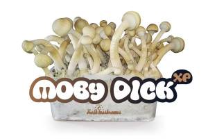 100% MYCELIUM Moby Dick - Mushroom Growkit 1200cc