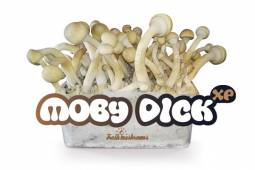 100% MYCELIUM Moby Dick - Mushroom Growkit 1200cc