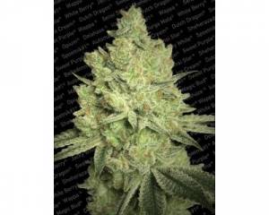 Jacky White (Paradise Seeds) feminized