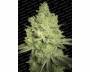 Jacky White (Paradise Seeds) feminized