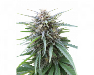 Frizzy Kush (Seedstockers) feminized