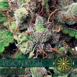 Auto Vision Kush 5 seeds
