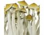 Mushroom grow kit 'Ready-To-Grow'