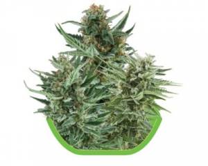 Autoflowering Mix (Royal Queen Seeds) feminized