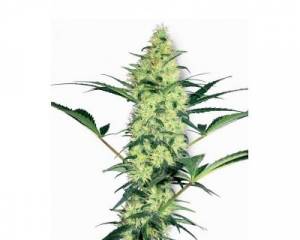 White Diesel (White Label) feminized