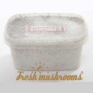 Columbian Mini Freshmushrooms grow kit