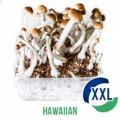 Hawaiian XL Mycelium box (2100 ML)