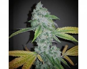 El Chapo (The Plug Seedbank) feminized
