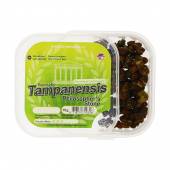 Tampanensis Magic Truffles 10 gram