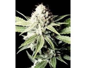 Great White Shark (Greenhouse) feminized