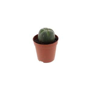 Peyote (Lophophora Williamsii) 2-3 cm