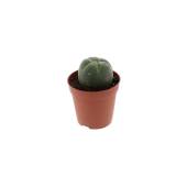 Peyote (Lophophora Williamsii) 2-3 cm