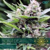 Bona Dea (CBD+) 3 seeds