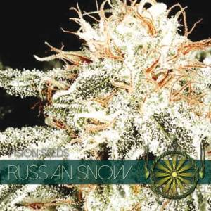 Russian Snow 5 seeds