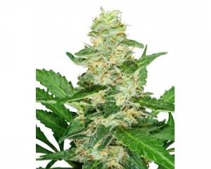 Super Skunk Automatic (Sensi Seeds) feminized