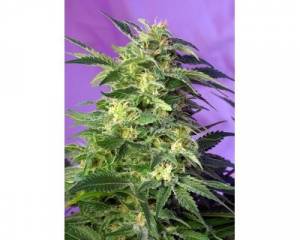 Killer Kush Auto (Sweet Seeds) feminized