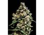 Jack Herer (Greenhouse) feminized