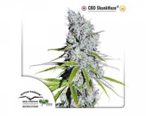 CBD SkunkHaze (Dutch Passion) feminized