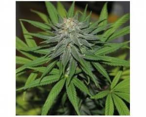 Pineapple Express (Barney's Farm) feminized