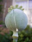Papaver Somniferum (Opium Poppy) 20 Seeds