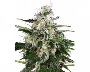 White Skunk Automatic (White Label) feminized