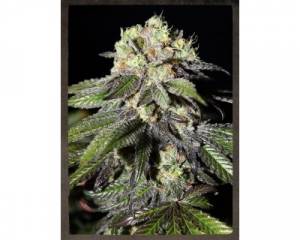 Caboose (Strain Hunters) feminized
