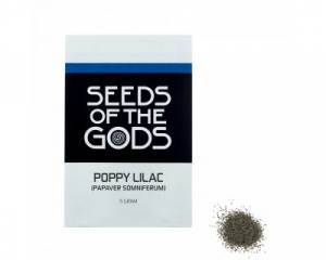 Opium Poppy (Papaver somniferum) seeds