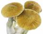Mushroom grow kit 'Basic'