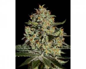 Big Bang (Greenhouse) feminized