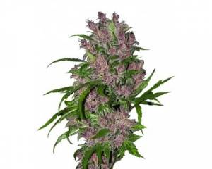 Purple Bud Automatic (White Label) feminized