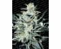 Sensi Star (Paradise Seeds) feminized