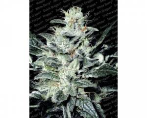 Sensi Star (Paradise Seeds) feminized