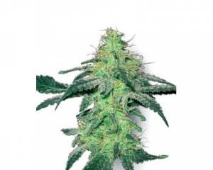 White Skunk (White Label) feminized