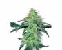 White Skunk (White Label) feminized