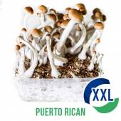Puerto Rican XL Mycelium box - 2100 ML