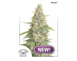 Meringue (Dutch Passion) feminized