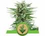 Easy Bud (Royal Queen Seeds) feminized