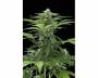Easy Bud (Royal Queen Seeds) feminized