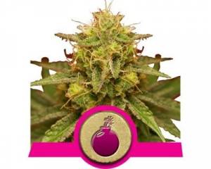 Royal Domina (Royal Queen Seeds) feminized