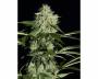 Northern Light Autoflowering (Greenhouse) feminized