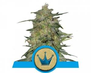 Royal Highness (Royal Queen Seeds) feminized
