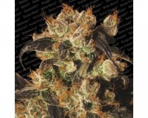 White Berry (Paradise Seeds) feminized