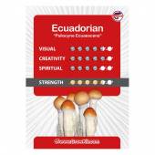 Ecuadorian Magic Mushroom Spores 1x 5ML