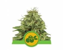 Haze Berry Automatic (Royal Queen Seeds)
